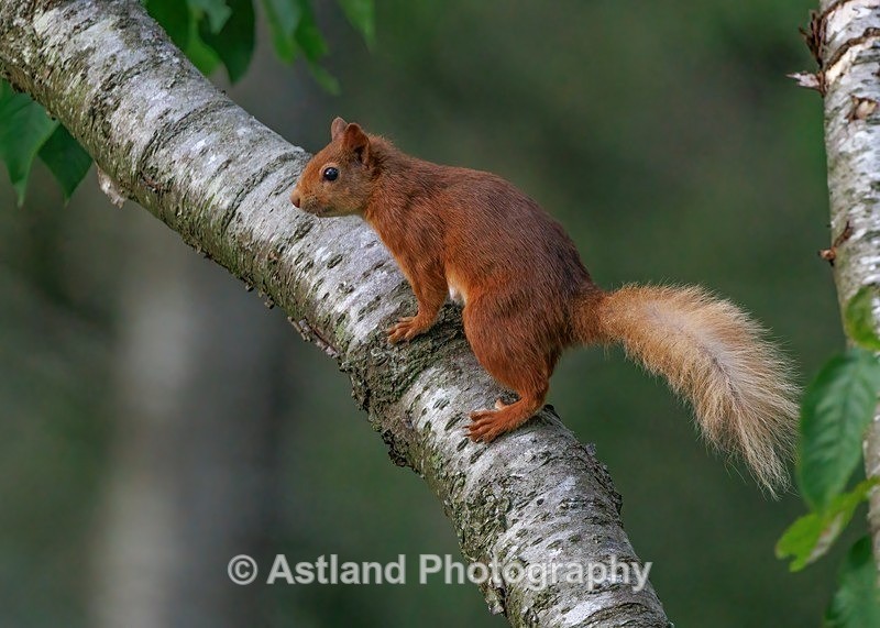 Red Squirrel - Latest Images