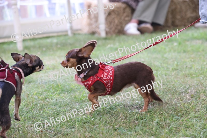 20250607-0202 - Class 4 - Little and Large