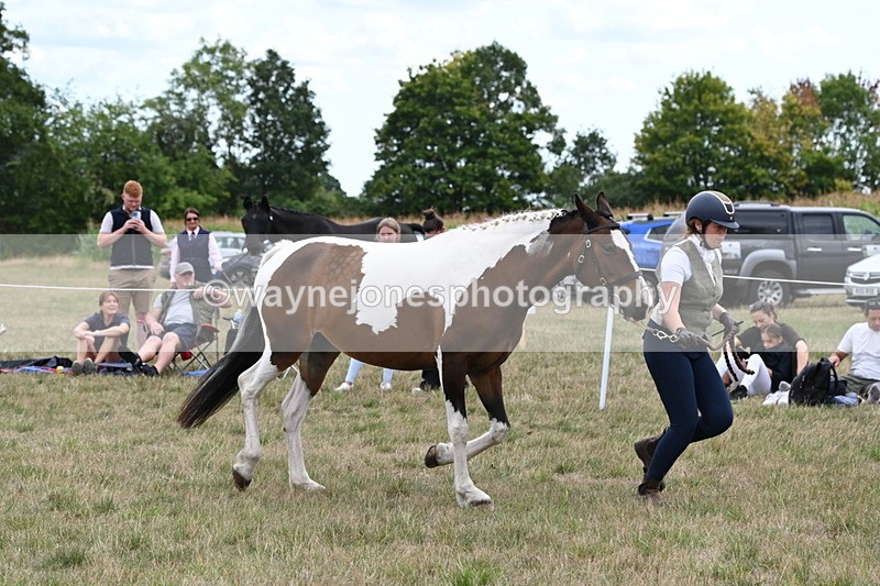 WJ6_5606 - Class 18 In-hand Coloured