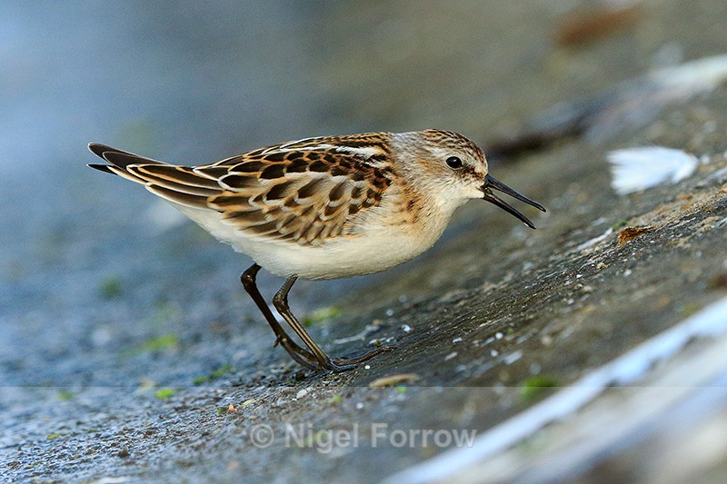 Little Stint feeding on the causeway at Farmoor Reservoir - Little Stint