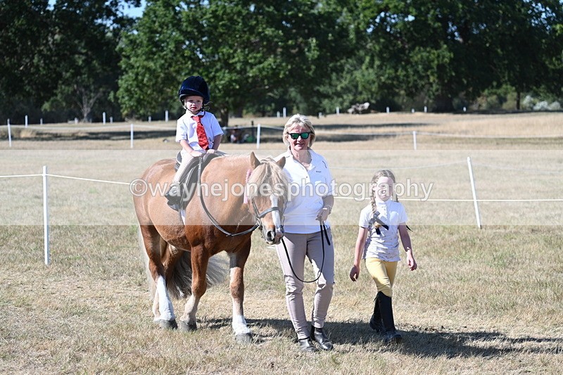 WJ7_1751 - Class 42 Most Handsome Gelding