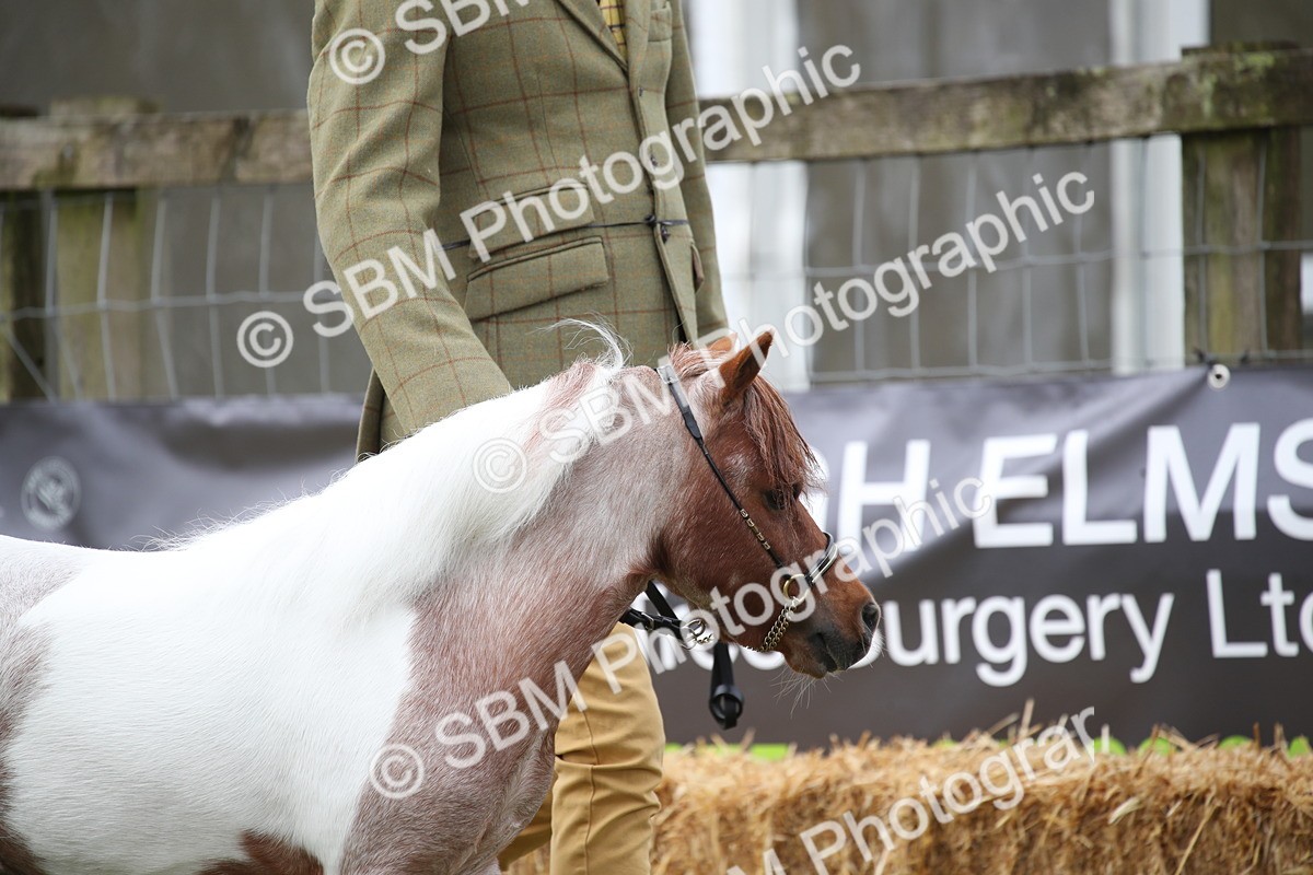 SBM_03672 - Class 23-25 - British Miniature Horse of the Year