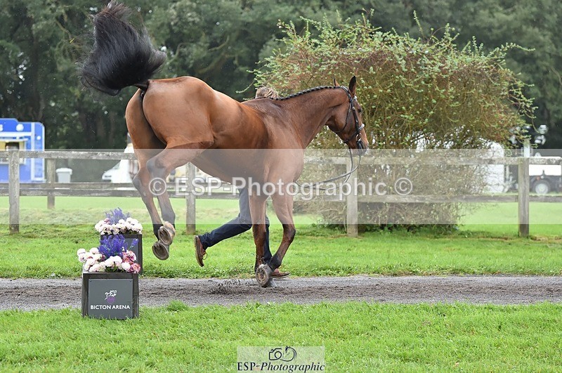 231018-123654-00400 - 048-MASTER.LOUIS-George.Vergerson-rowley-TrotUp