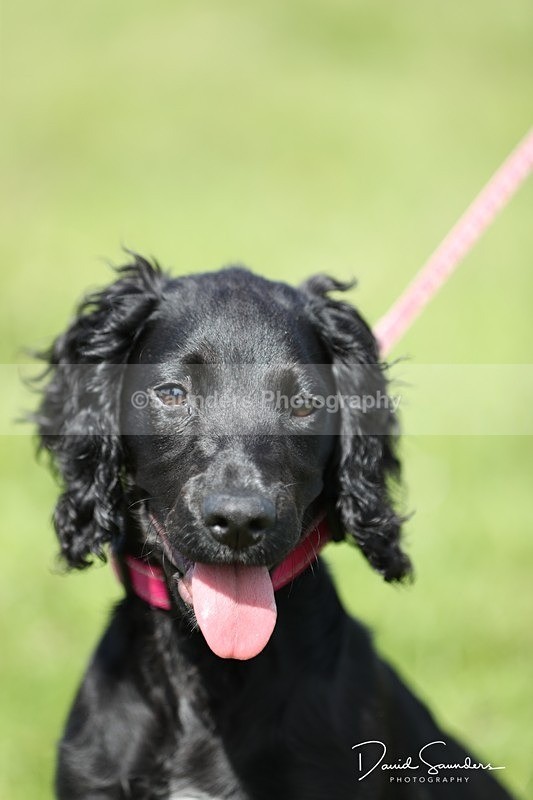 SPXX0563 - Dog show