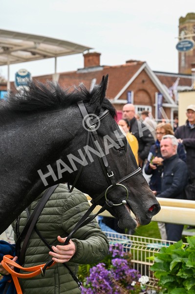 131023-Race 1-Pilgrim-7538 - Race 1 2.05pm William Hill EBF Novice Stakes