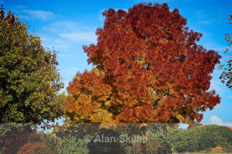 DSC01905 - Autumn