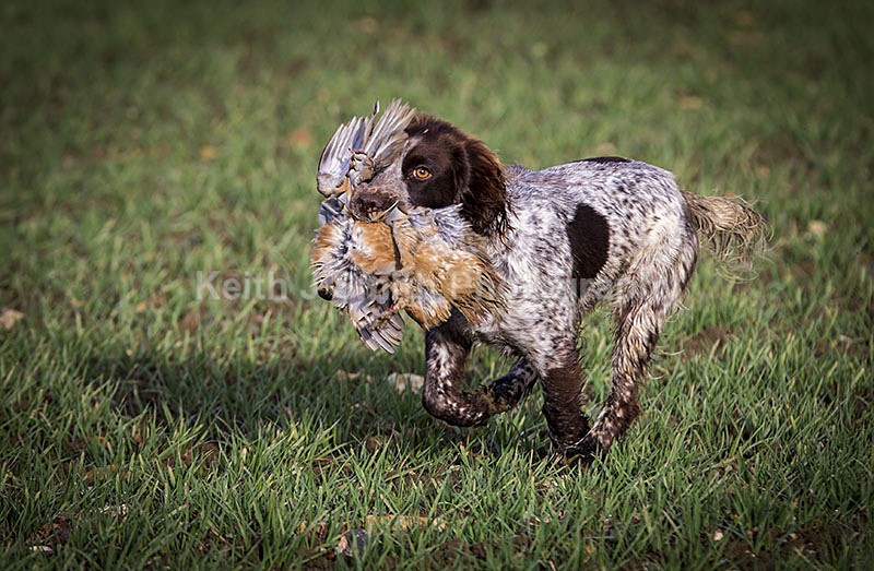 6KJS4099 - Working Dogs