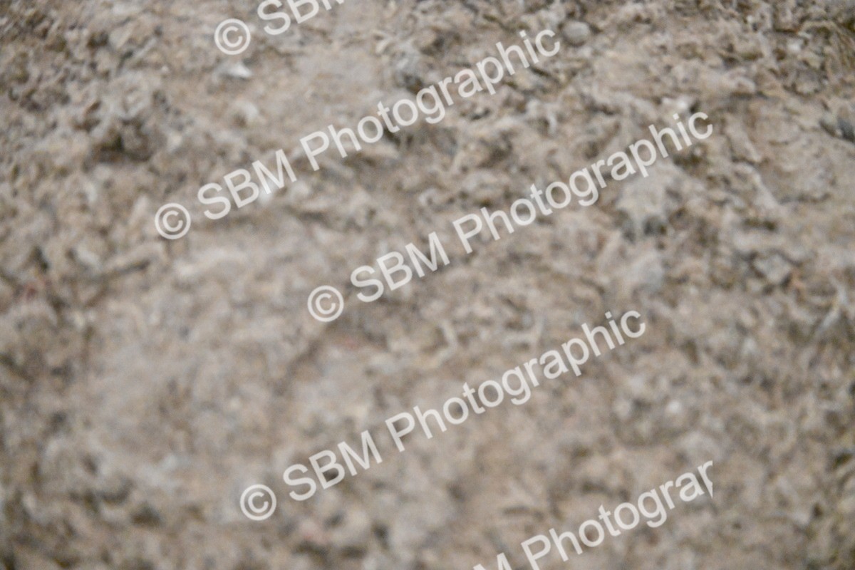 SBM_003027 - Class 37,38 - UKPSAF Performance Horse & Pony