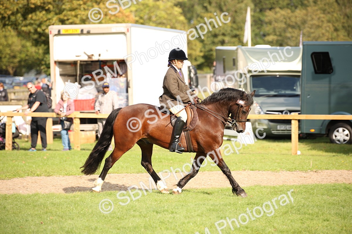 SBM_50163 - S26 - Young Veteran - Ridden