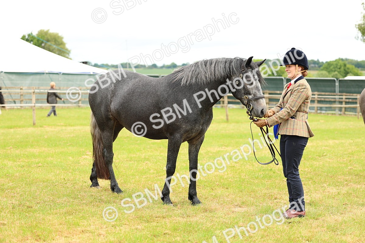 SBM_04122 - Class 64-67 - Shetland Pony In Hand