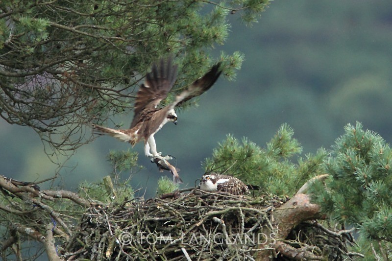 Ospreys - Birds of Prey