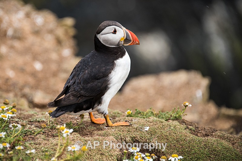 ACP_9993-1 - Puffins on Skomer Island