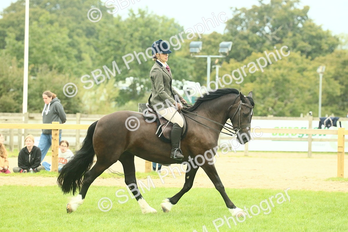 SBM_72165 - S60 - Mountain & Moorland Ridden Large Breeds
