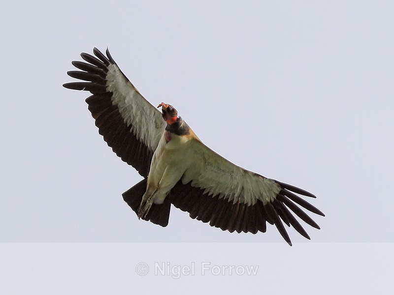 King Vulture in flight, Costa Rica - King Vulture