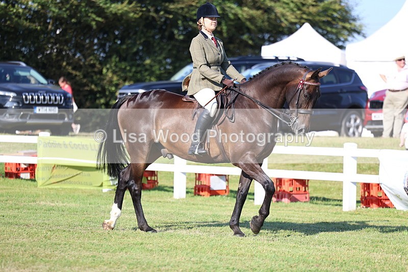 3E7A5230 - Class 2: Rising Star Large Hack/Riding Horse