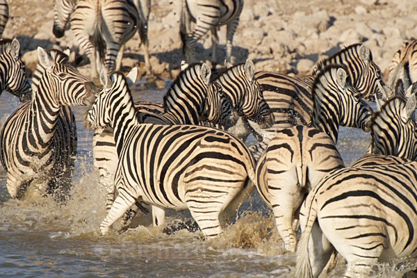  - African Journey