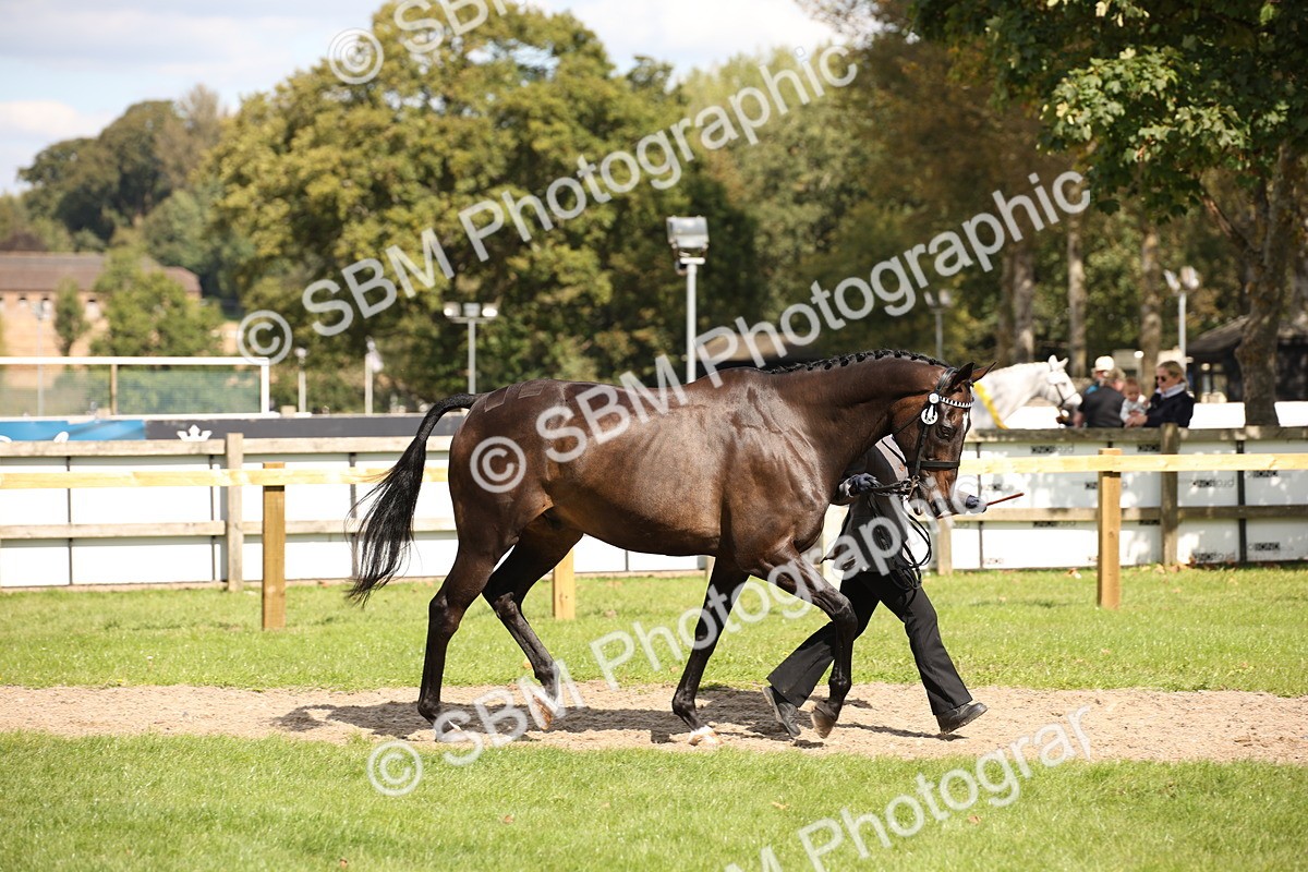 SBM_44390 - S24 - Young Veteran in hand