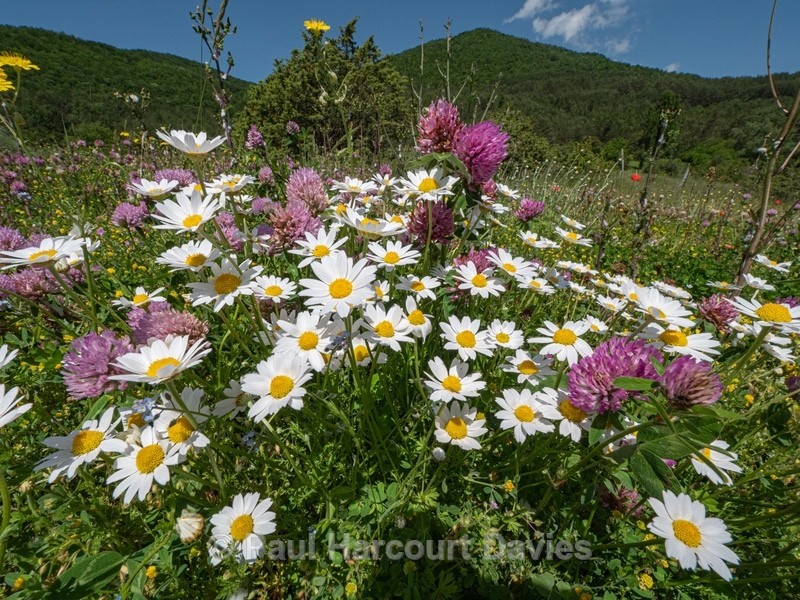 Weeds of cultivation Apennines Italy. scarlet field poppies (Papaver rhoeas), blue cornflowers (Centaurea cyanus) white ox-eye daisies( Leucanthemum vulgare, white field chamomile (Anthemis arvensis)  - Flowers in the Landscape - 2