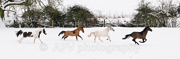 Christmas Gallop - Horses'n'Ponies