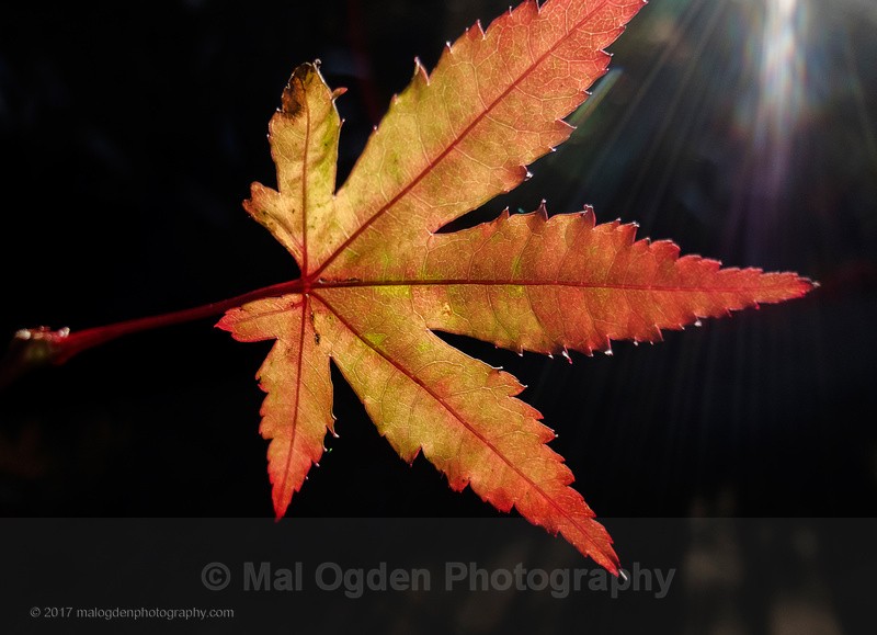 Maple - Flora & Fauna