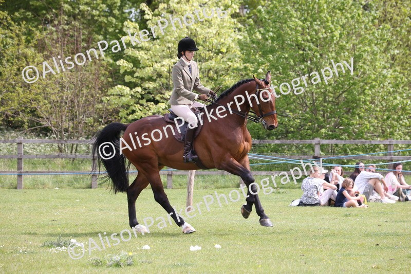 20260426-4349 - Class 34 - Best Riding Horse Over 14.2hh