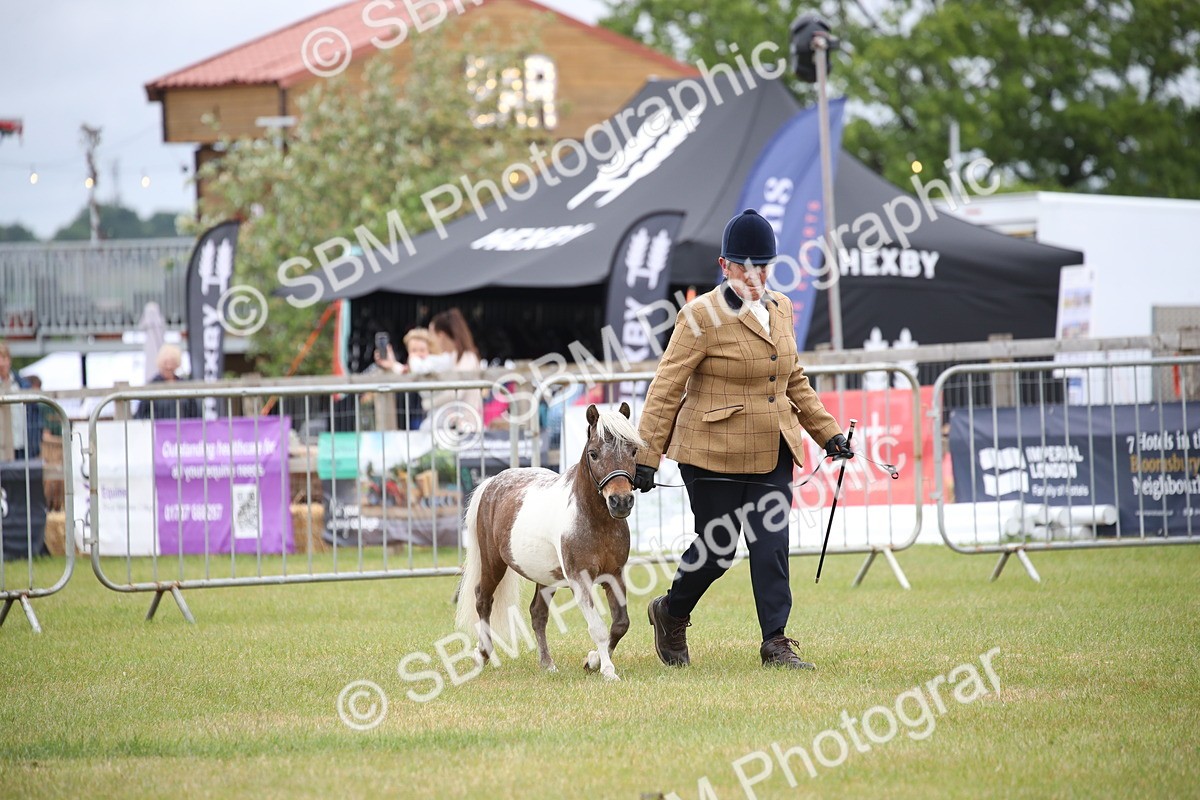 SBM_03734 - Class 23-25 - British Miniature Horse of the Year