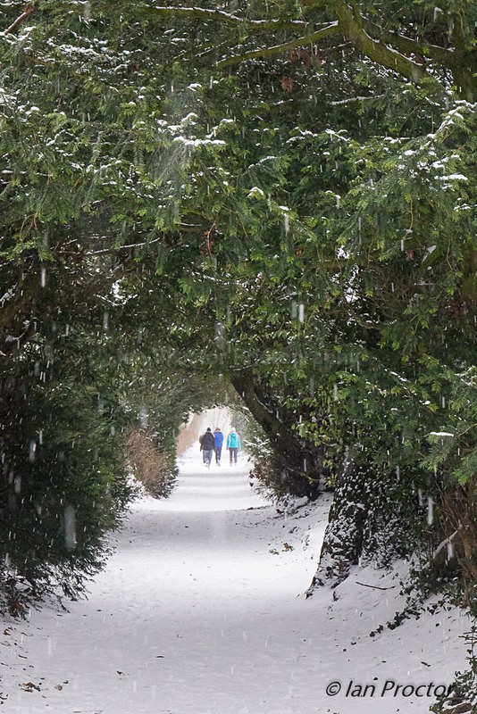 Tree-lined Snow Tunnel at Barnett Demesne - Winter