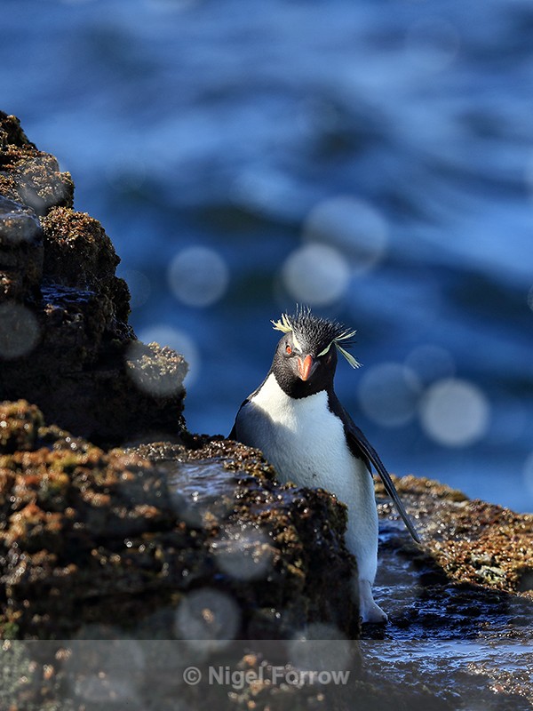 Rockhopper Penguin & sea spray highlights, Bleaker Island, Falklands - Rockhopper Penguin