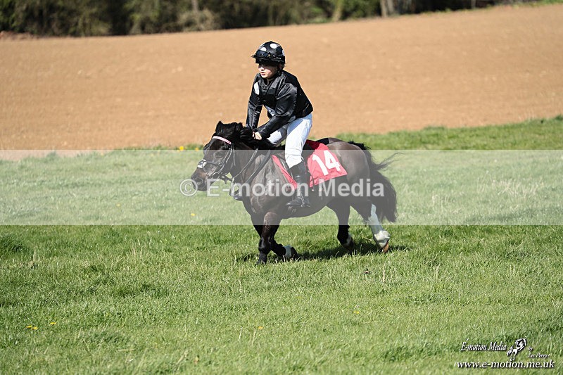Shet 060426 316 - Shetland Pony Racing Paxford Races Easter Mon 06/04/26