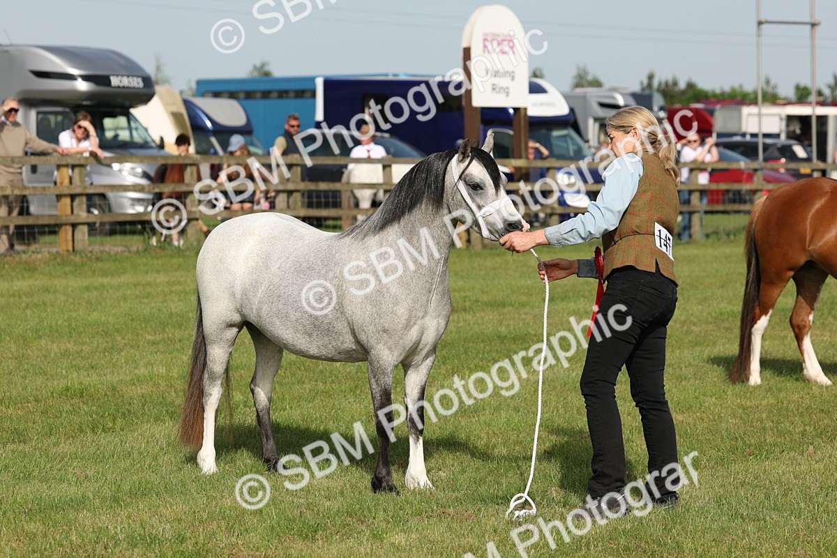 SBM_00646 - Class 6-13 - Mountatin and Moorland In Hand Welsh Breeds