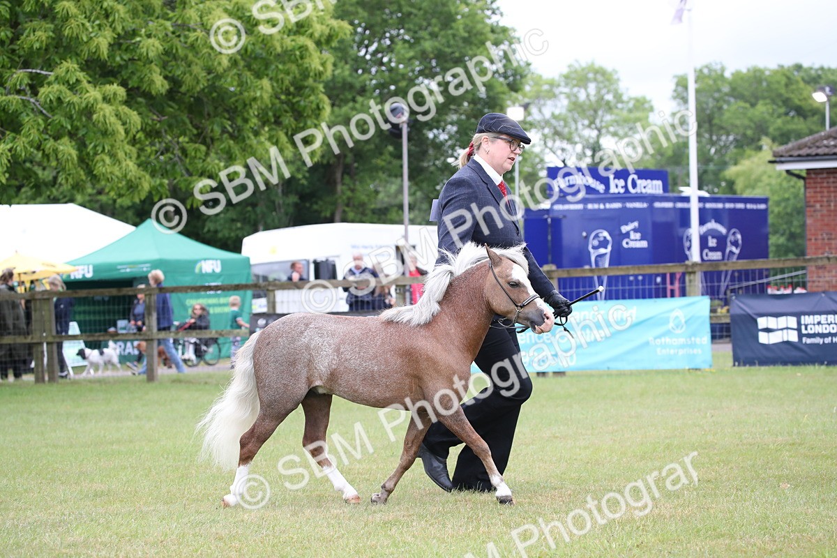 SBM_03752 - Class 23-25 - British Miniature Horse of the Year
