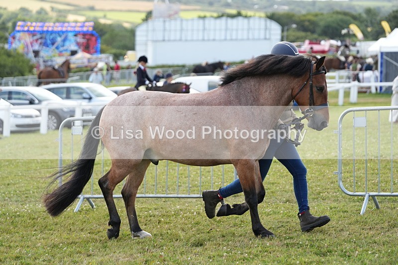 DSC05710 - Class 51: NPS M&M 4 years and over Large Breeds