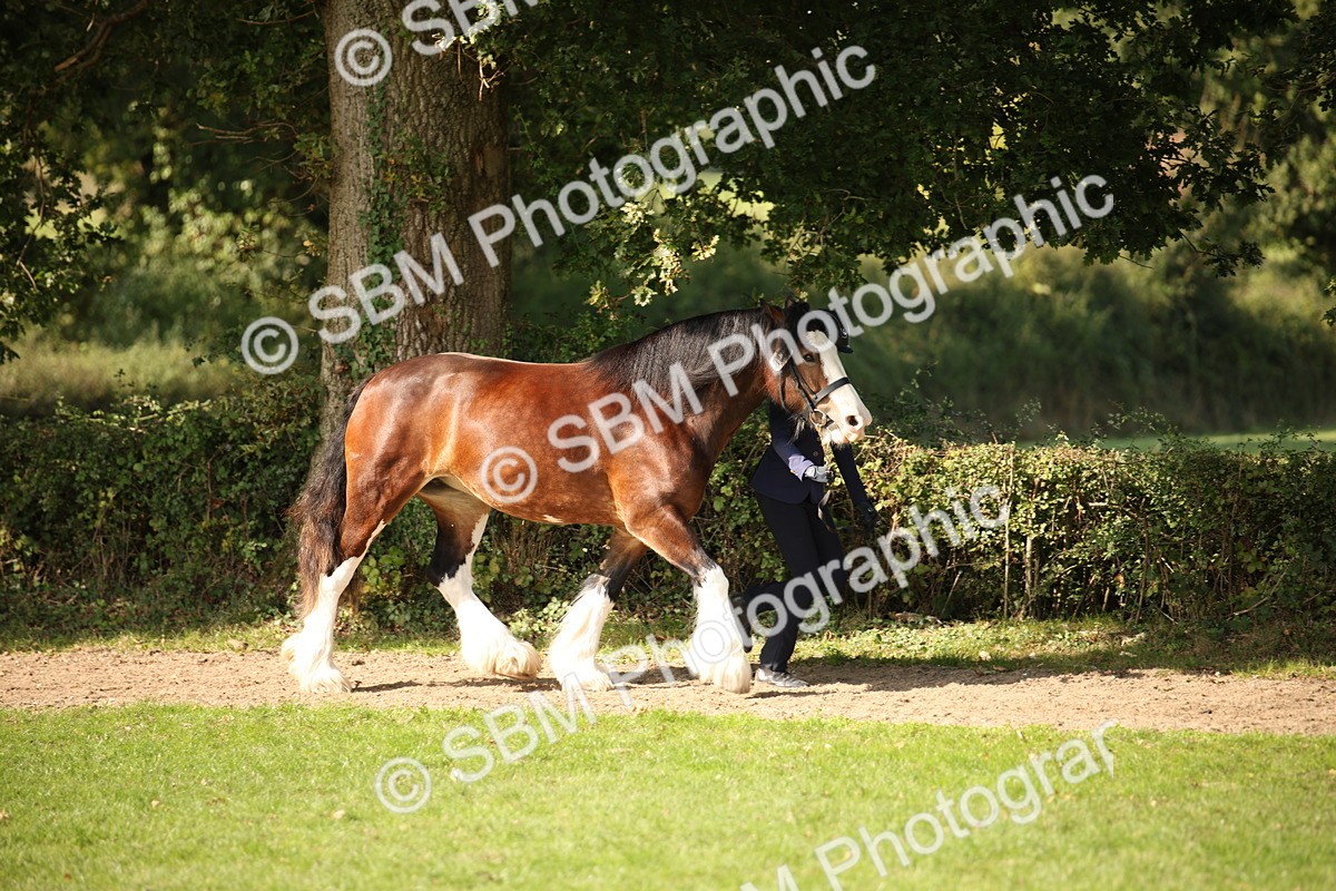 SBM_62177 - S55 - Traditional Cob In Hand