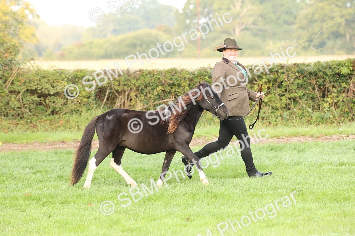 SBM_54395 - S51 - Foreign Breeds In Hand