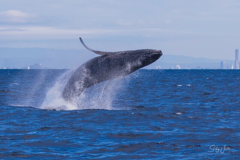 0A3A2494 - 2024 Whale Photos