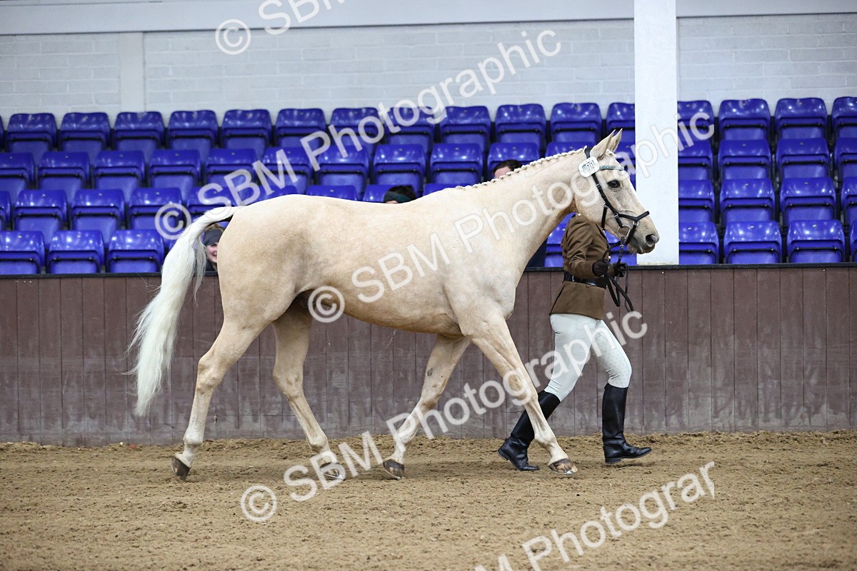 SBM_5185 - Class 39 - In Hand Gelding