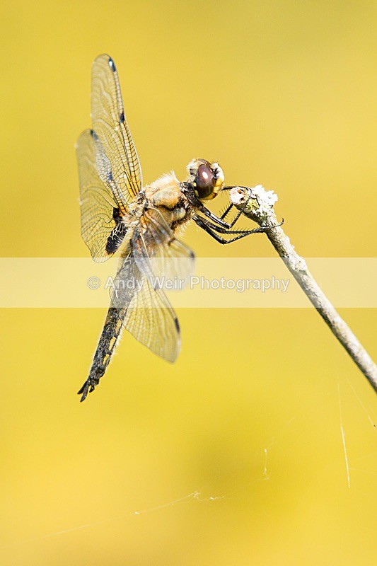 170619-untitled0060 - Dragonflies & Damselflies