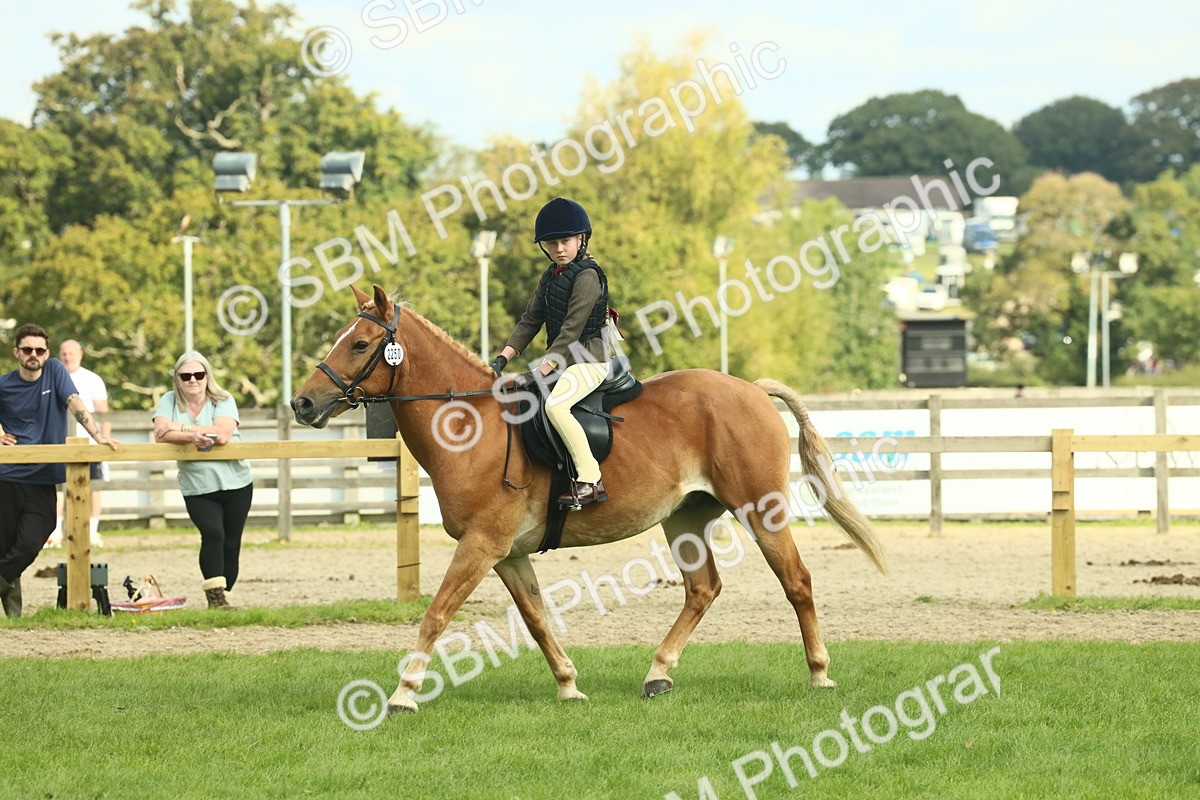 SBM_62491 - S62 - Foreign Breeds Ridden