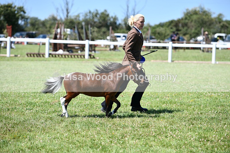 DSC_7095 - Class 60: Miniature Horse 2 & 3yr olds