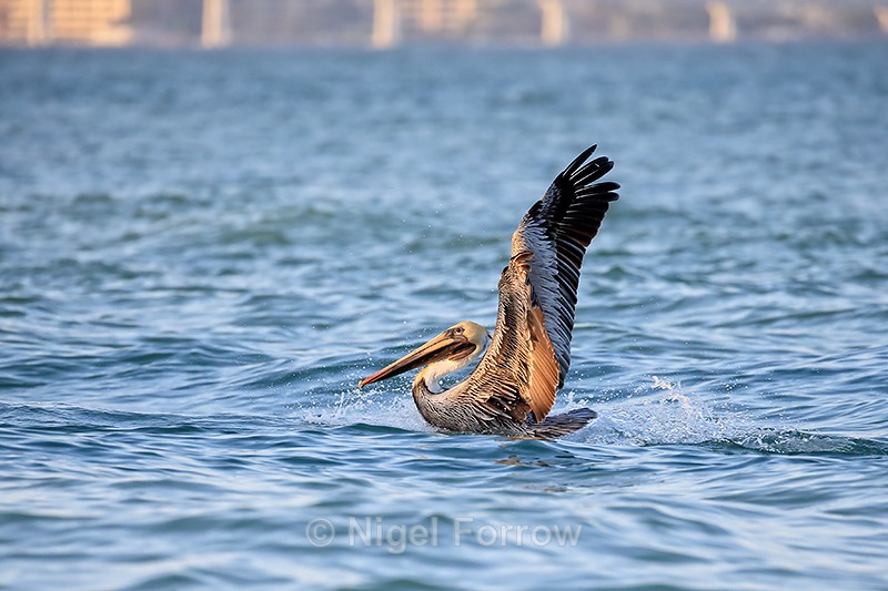 Adult Brown Pelican splashes down, Sanibel Island, Florida - Brown Pelican