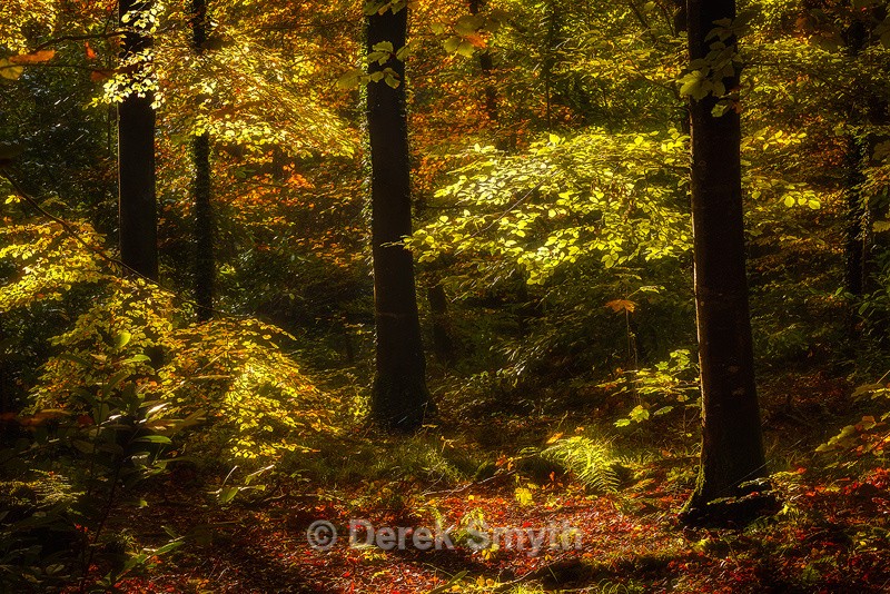 Autumn In Armagh