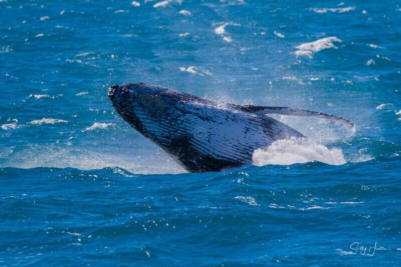 0A3A4331 - 2024 Hervey Bay Whales