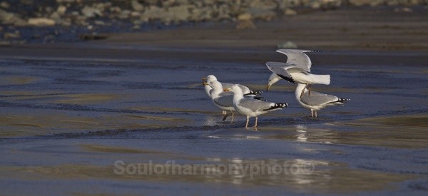  - Wildlife Wildlife