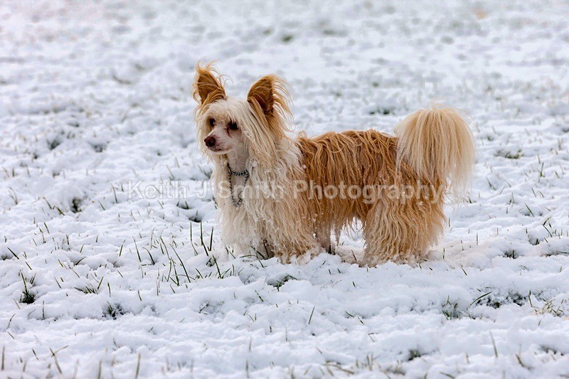 2SKJ4758 - Dogs in Abington Park