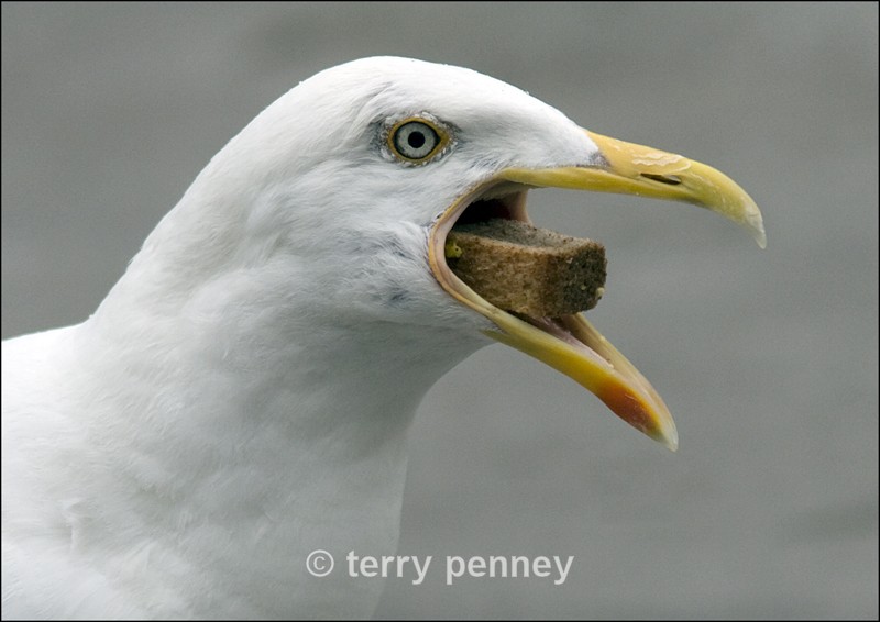 Common Gull (Laras canus) - Birds