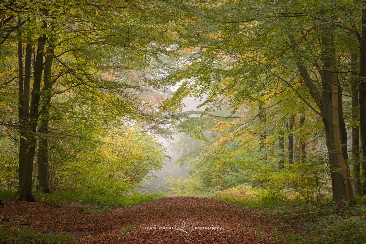 Turning Gold - Woodland