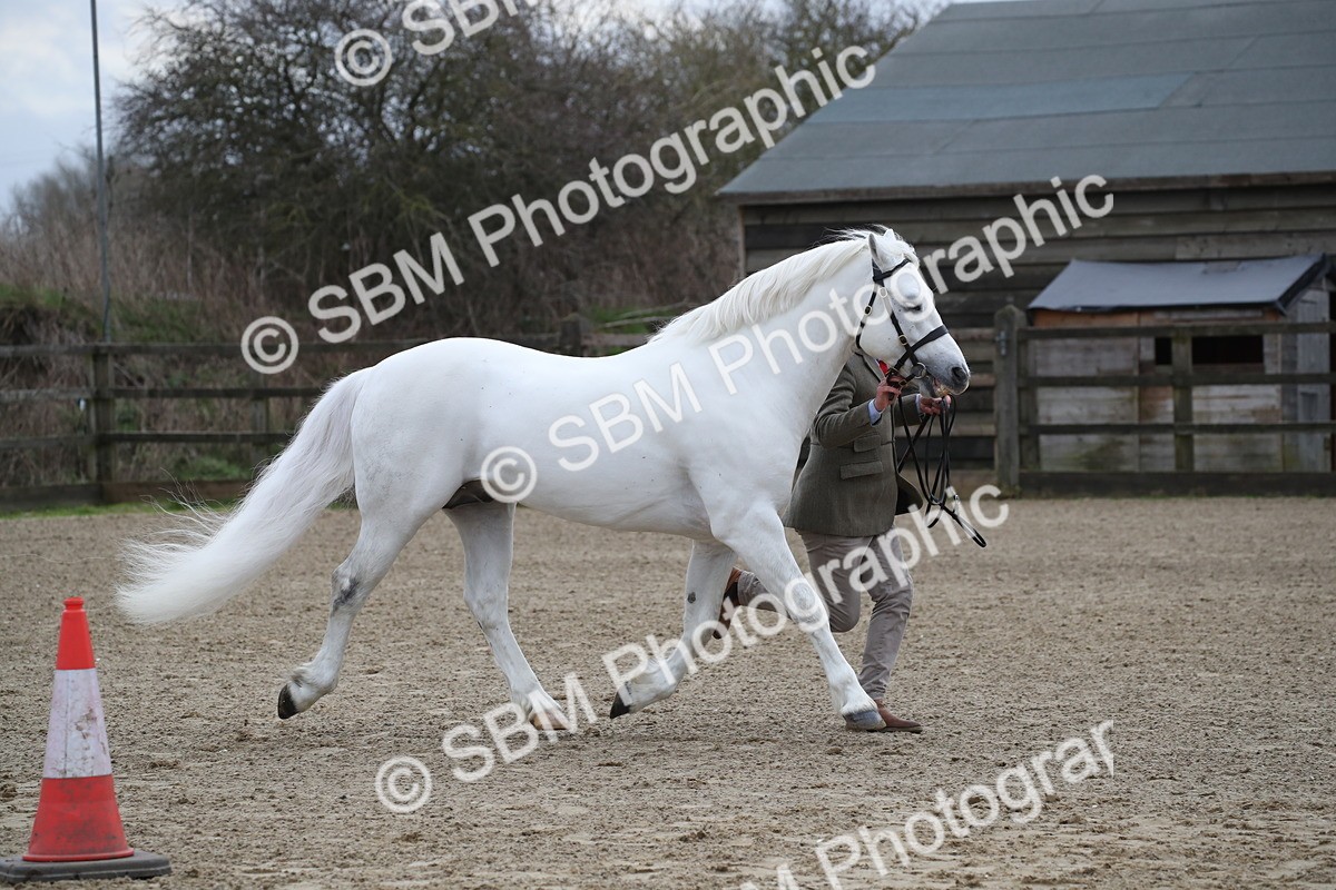 SBM_004026 - Class 1-4 - Young Stock classes Inc. In Hand Championship