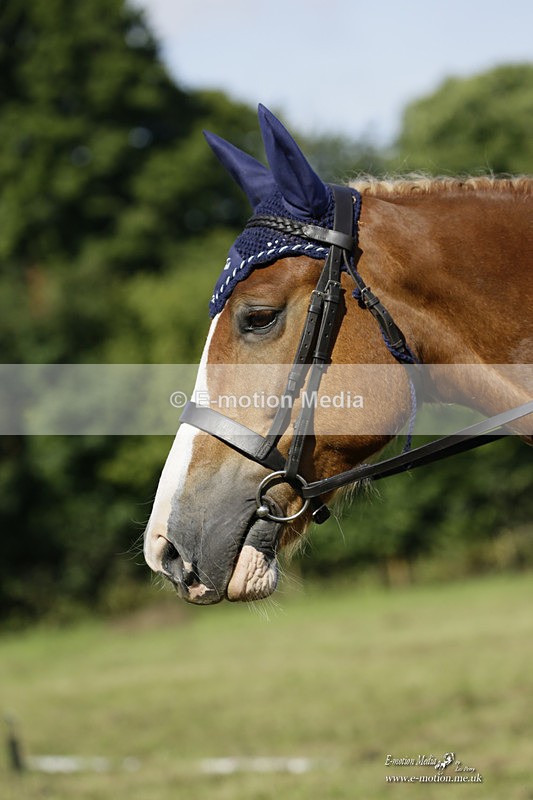 BVRC 120921 218 - Bourne Valley Riding Club UA Dressage & Show Jumping 12/09/21