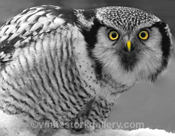 Brown Owl - Wildlife and Animals