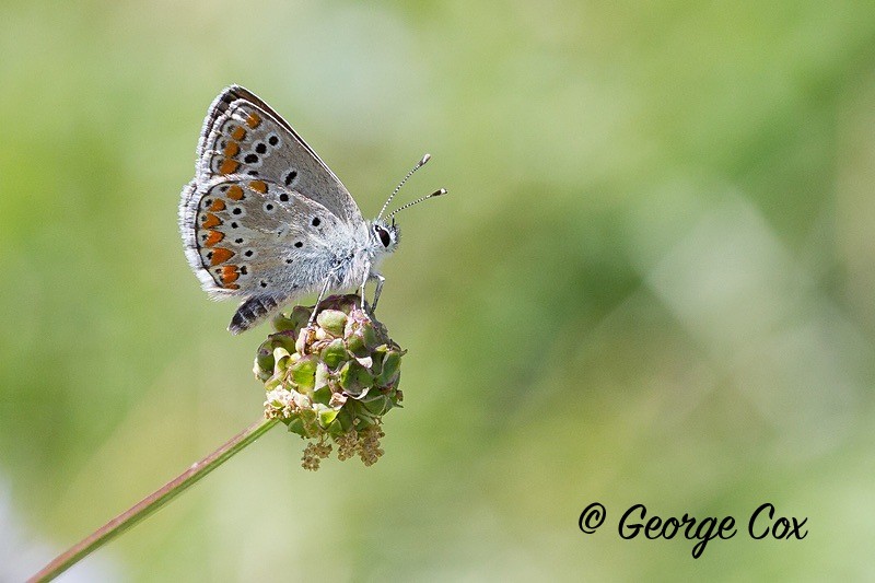 silver studded blue pyrenees